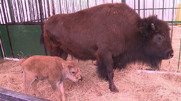В Екатеринбургском цирке на свет появился канадский бизон