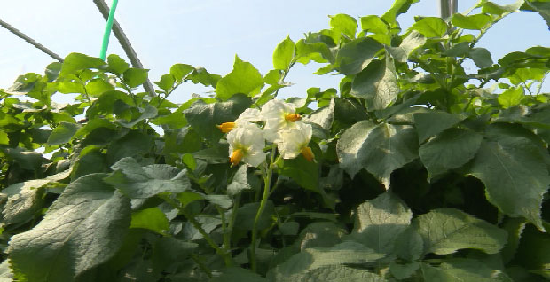 На Урале запустили фитотронную установку для размножения семенного картофеля