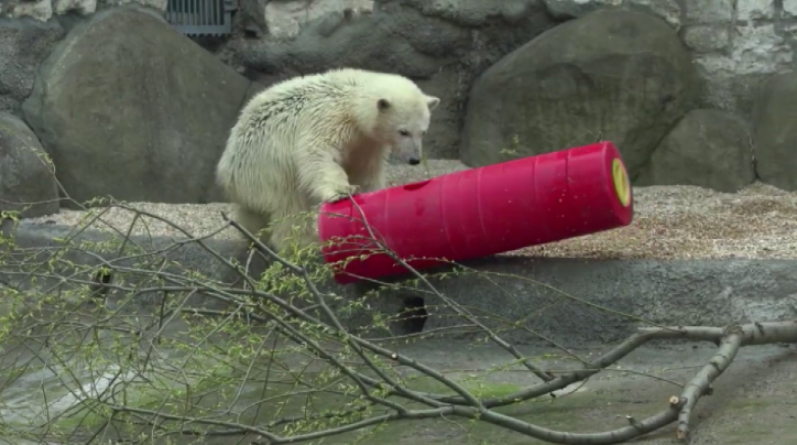 Новый вольер для белых медведей появится в Екатеринбургском зоопарке