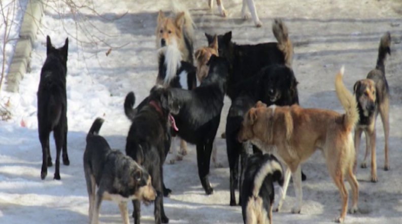 В Свердловской области нашествие бездомных псов