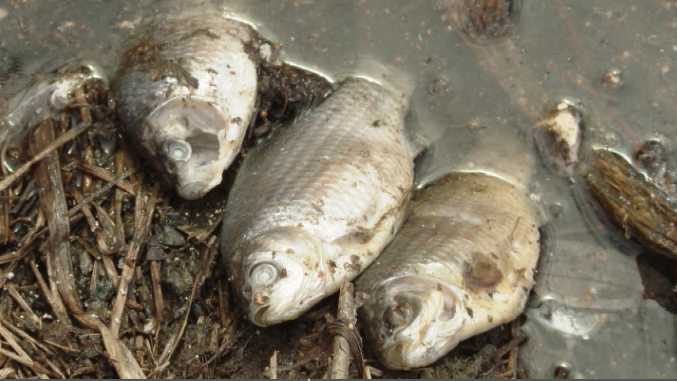 Тысячи мёртвых рыб обнаружены в озере Чусовом