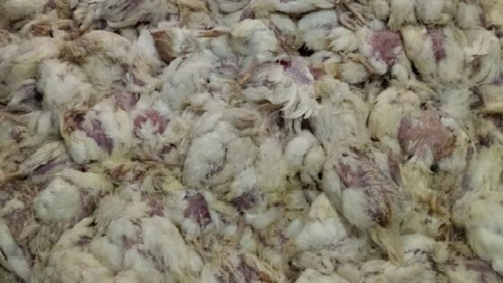 На птицефабрике в посёлке Половинном погибли больше 20 тысяч куриц