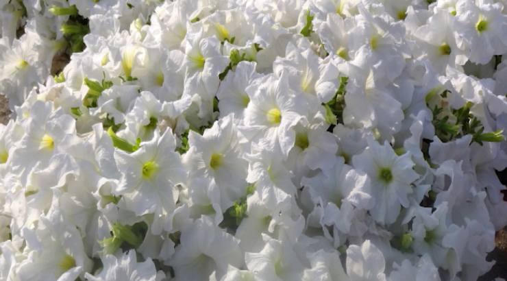 Екатеринбург готовится к фестивалю «Белый цветок»