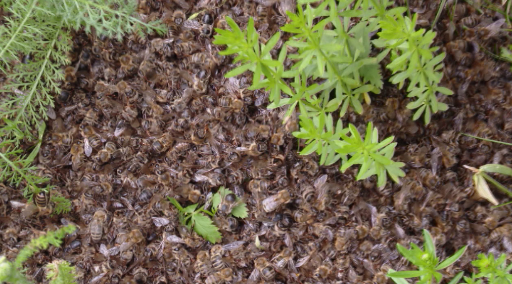 Массовая гибель пчёл произошла в Камышловском районе