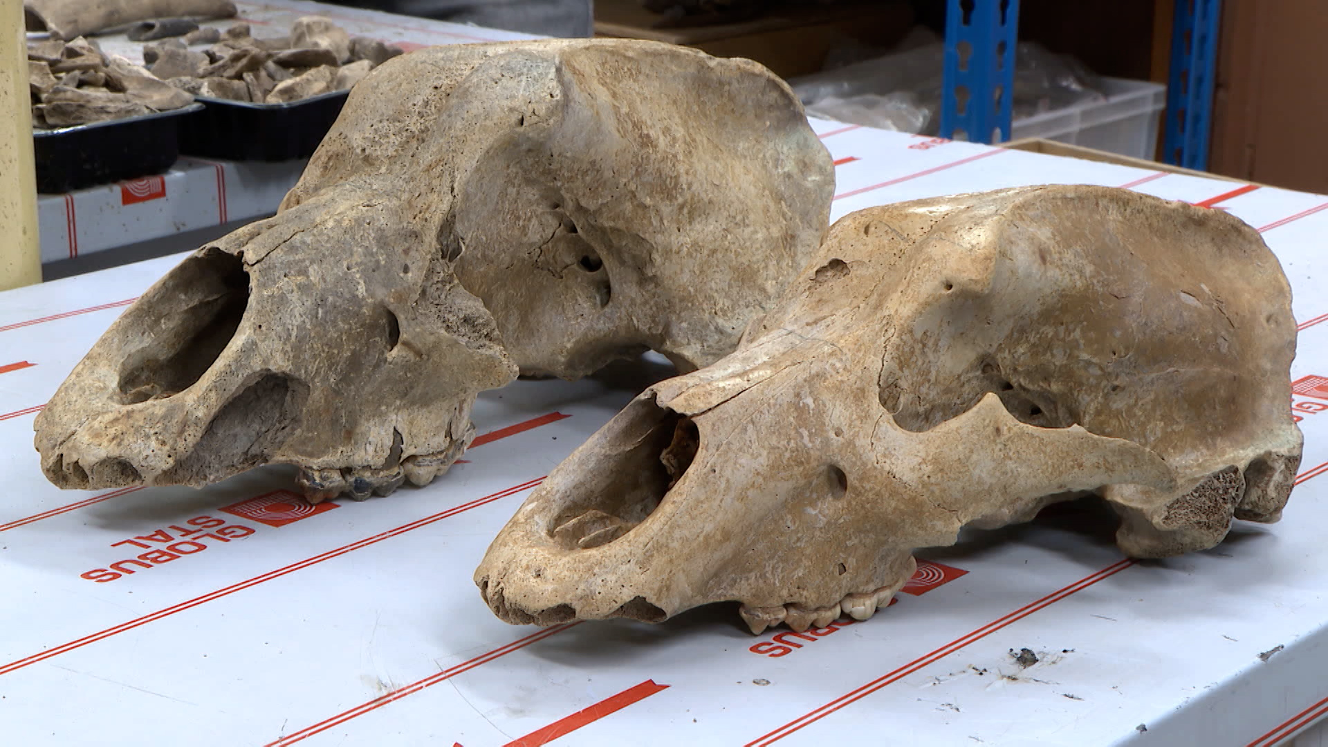 Уральские палеонтологи привезли в Екатеринбург останки мамонтёнка