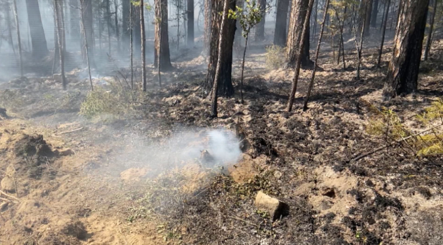Природные пожары в Тугулымском лесничестве полностью ликвидированы