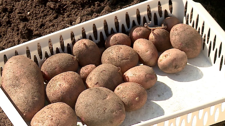 Уральские селекционеры рассказали, как они улучшают характеристики картофеля