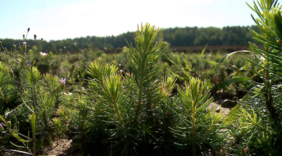 В Свердловской области в этом году должны восстановить больше тридцати тысяч гектаров леса