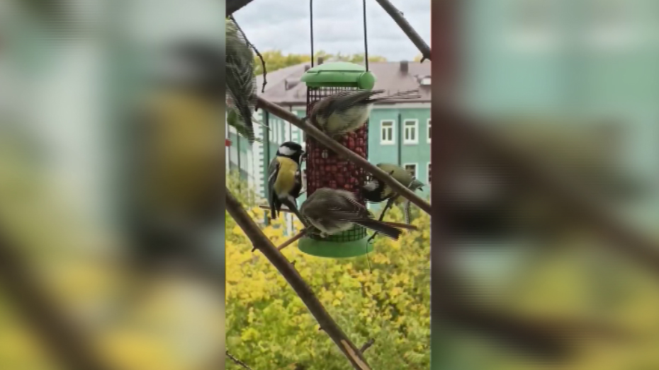 Самые обсуждаемые видеоролики из уральских соцсетей