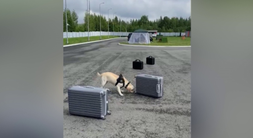 В Ревде проверку навыков прошли служебные собаки