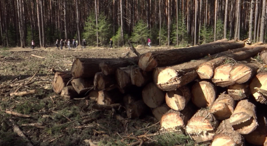 В Свердловской области сократился объем незаконной рубки леса