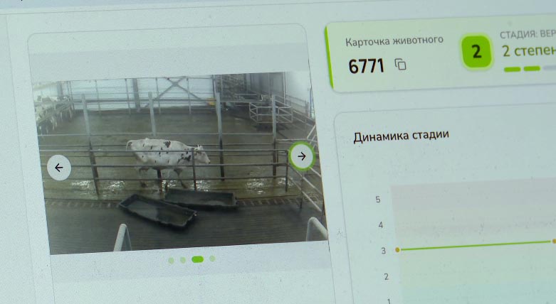 Виртуальный ветеринар следит за здоровьем коров в свердловских хозяйствах
